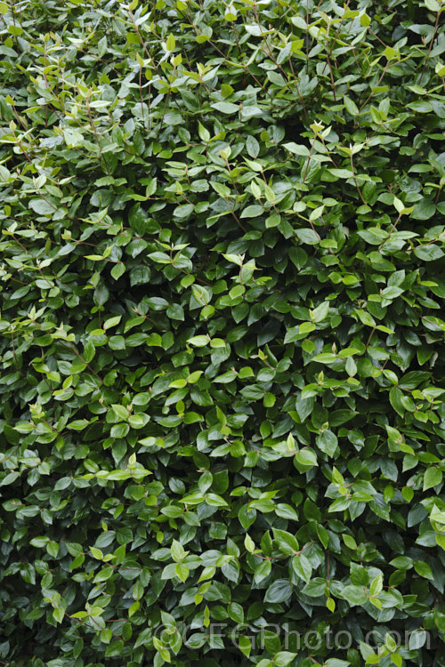 The post-flowering early summer foliage of Viburnum x burkwoodii (<i>Viburnum carlesii x Viburnum utile</i>), a semi-deciduous 25–4m tall shrub. Its flowers are strongly scented and borne over a long period from late winter