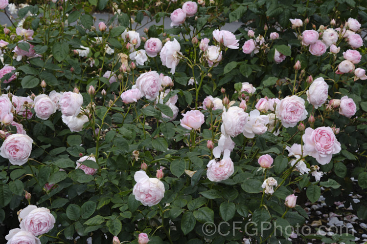 Rosa 'Scepter'd Isle' (parentage unknown</i>), a long-flowering, strongly scented. English shrub rose raised by Austin of England in 1989 but not introduced until 1997. It can grow to around 18m high x 12m wide. Order: Rosales, Family: Rosaceae