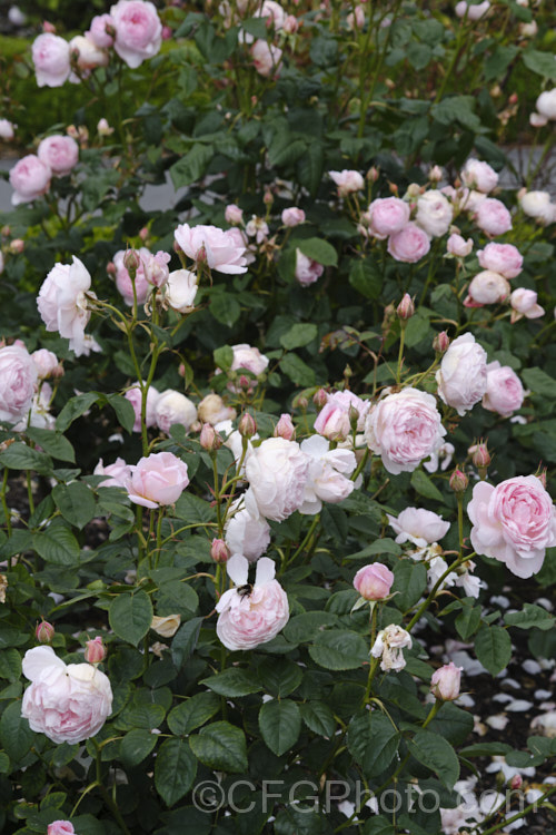 Rosa 'Scepter'd Isle' (parentage unknown</i>), a long-flowering, strongly scented. English shrub rose raised by Austin of England in 1989 but not introduced until 1997. It can grow to around 18m high x 12m wide. Order: Rosales, Family: Rosaceae