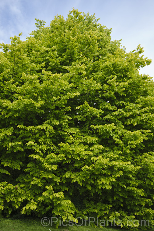 Golden Elm (<i>Ulmus procera 'Louis van Houtte'). This yellow-leafed cultivar is derived from the English elm. Its exact origins are uncertain. It is quite easily confused with the Golden Wych Elm (<i>Ulmus glabra 'Lutescens'), but has smaller, stiffer leaves that become quite green in summer