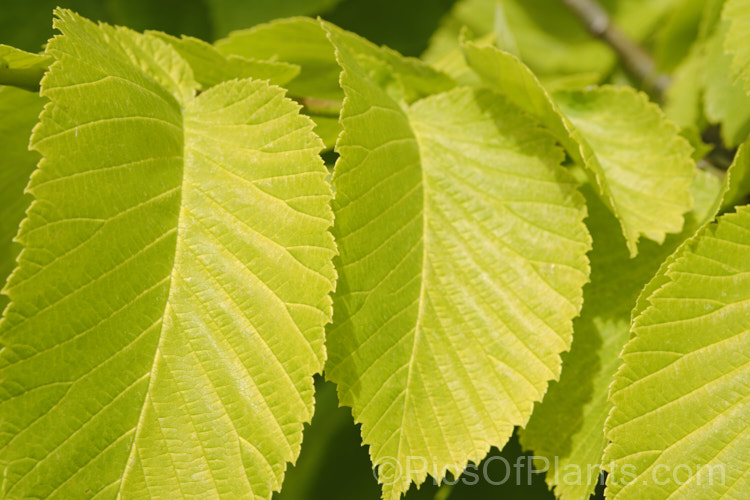 Golden Elm (<i>Ulmus procera 'Louis van Houtte'). This yellow-leafed cultivar is derived from the English elm. Its exact origins are uncertain. It is quite easily confused with the Golden Wych Elm (<i>Ulmus glabra 'Lutescens'), but has smaller, stiffer leaves that become quite green in summer