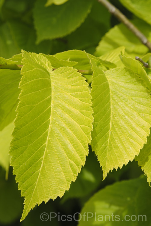 Golden Elm (<i>Ulmus procera 'Louis van Houtte'). This yellow-leafed cultivar is derived from the English elm. Its exact origins are uncertain. It is quite easily confused with the Golden Wych Elm (<i>Ulmus glabra 'Lutescens'), but has smaller, stiffer leaves that become quite green in summer