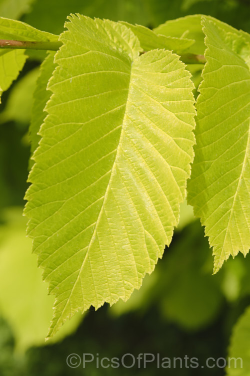 Golden Elm (<i>Ulmus procera 'Louis van Houtte'). This yellow-leafed cultivar is derived from the English elm. Its exact origins are uncertain. It is quite easily confused with the Golden Wych Elm (<i>Ulmus glabra 'Lutescens'), but has smaller, stiffer leaves that become quite green in summer