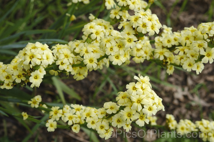 Sisyrinchium striatum (syn. Sisyrinchium nigricans, Phaiophleps nigricans</i>), a 40-80cm tall, late spring- to early summer-flowering iris-like perennial native to Argentina andChile