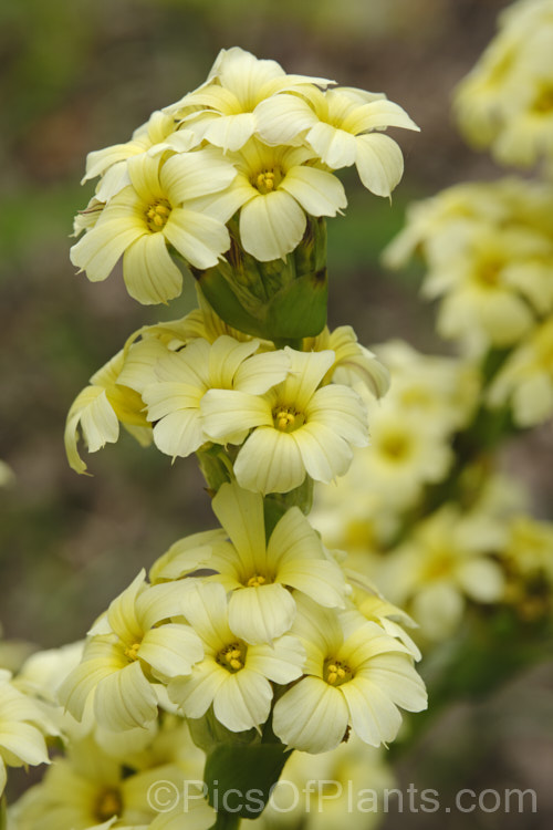 Sisyrinchium striatum (syn. Sisyrinchium nigricans, Phaiophleps nigricans</i>), a 40-80cm tall, late spring- to early summer-flowering iris-like perennial native to Argentina andChile