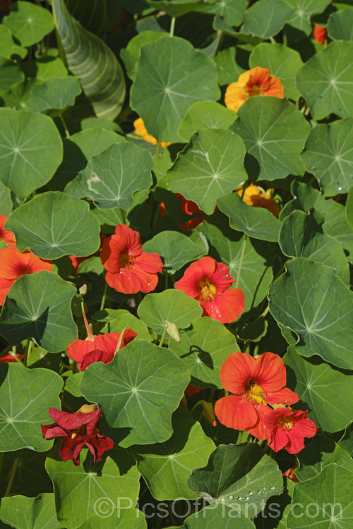 Nasturtium (<i>Tropaeolum majus</i>), a summer-flowering, semi-climbing annual native to Colombia and Bolivia. The many garden forms, such as the one shown here, are often hybrids, may behave as short-lived perennial and occur in a range of flower colours, sizes and growth forms