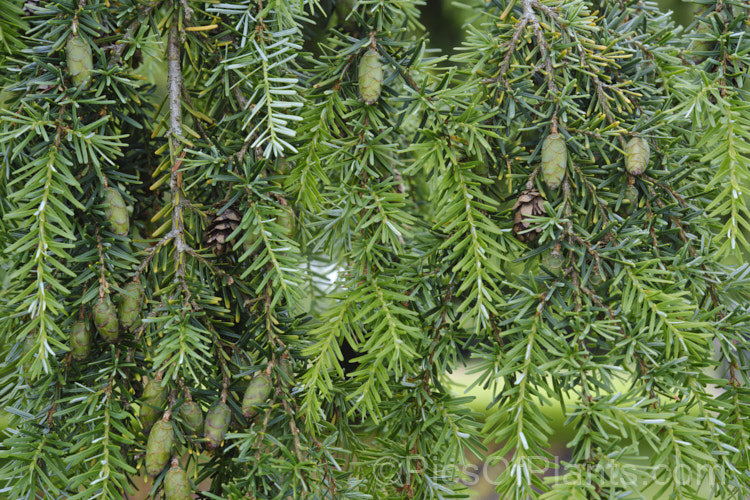 Eastern Hemlock (<i>Tsuga canadensis</i>), an evergreen coniferous tree native to North America. With great age it is capable of exceeding 50m tall, though cultivated plants are usually far smaller. There are several dwarf forms and cultivars with golden, variegated or glaucous foliage, and vary growth habits