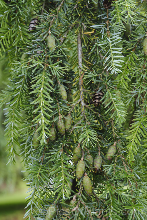 Eastern Hemlock (<i>Tsuga canadensis</i>), an evergreen coniferous tree native to North America. With great age it is capable of exceeding 50m tall, though cultivated plants are usually far smaller. There are several dwarf forms and cultivars with golden, variegated or glaucous foliage, and vary growth habits