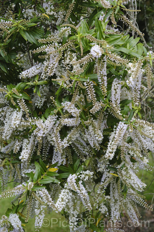 Veronica vernicosa (syn. Hebe vernicosa</i>), a spread, rather sprawling, early summer-flowering shrub native to the upper. South Island of New Zealand It grows to around 15m high and wide, and is similar to Veronica canterburiensis, with which it can occur in the wild and possibly hybridise