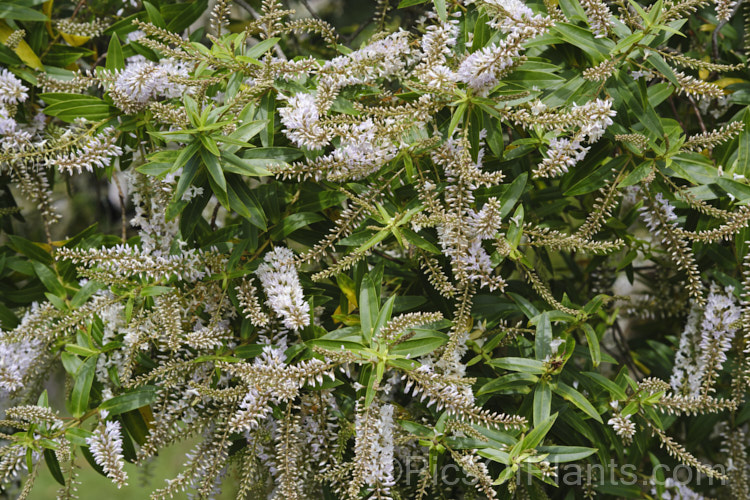 Veronica vernicosa (syn. Hebe vernicosa</i>), a spread, rather sprawling, early summer-flowering shrub native to the upper. South Island of New Zealand It grows to around 15m high and wide, and is similar to Veronica canterburiensis, with which it can occur in the wild and possibly hybridise