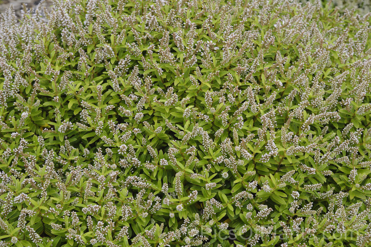 Veronica rakaiensis (syn. Hebe rakaiensis</i>), a rounded, bushy evergreen shrub found in the upper reaches of the rivers of the east coast of New Zealand's South Island It has small white flowers in spikes up to 5cm long