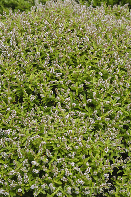 Veronica rakaiensis (syn. Hebe rakaiensis</i>), a rounded, bushy evergreen shrub found in the upper reaches of the rivers of the east coast of New Zealand's South Island It has small white flowers in spikes up to 5cm long