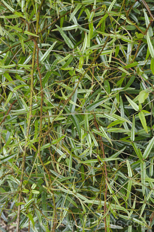Bush Lawyer (<i>Rubus schmidelioides var. subpauperatus</i>), a scrambling and twining evergreen vine with small but vicious prickles on the stems, petioles and leaf midribs. The white flowers are followed by yellow to orange fruits. Varietas subpauperatus has even more prickles