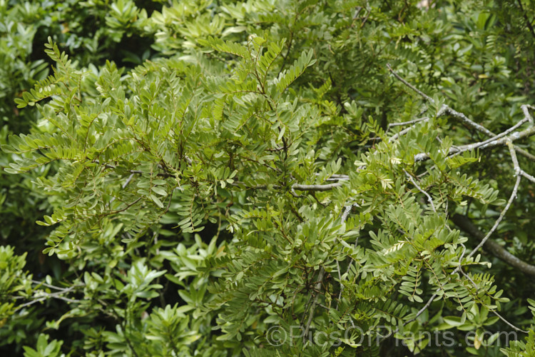 Lignum. Vitae (<i>Sophora howinsula</i>), an evergreen shrub or small tree native to Lord. HoweIsland, which is located between northern New Zealand and the New South Wales coast. It is from 3-15m tall and is similar to the New Zealand kowhai species. Sophora tetraptera, sharing similar golden flowers, but its leaflets are larger. This species hybridises with the New Zealand natives and several garden hybrids and cultivars are available, including 'Gnome' and 'Tui's Gold'