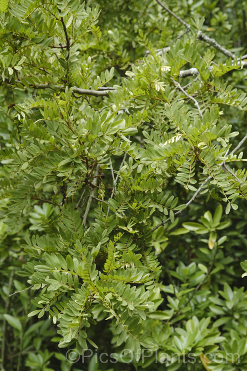 Lignum. Vitae (<i>Sophora howinsula</i>), an evergreen shrub or small tree native to Lord. HoweIsland, which is located between northern New Zealand and the New South Wales coast. It is from 3-15m tall and is similar to the New Zealand kowhai species. Sophora tetraptera, sharing similar golden flowers, but its leaflets are larger. This species hybridises with the New Zealand natives and several garden hybrids and cultivars are available, including 'Gnome' and 'Tui's Gold'