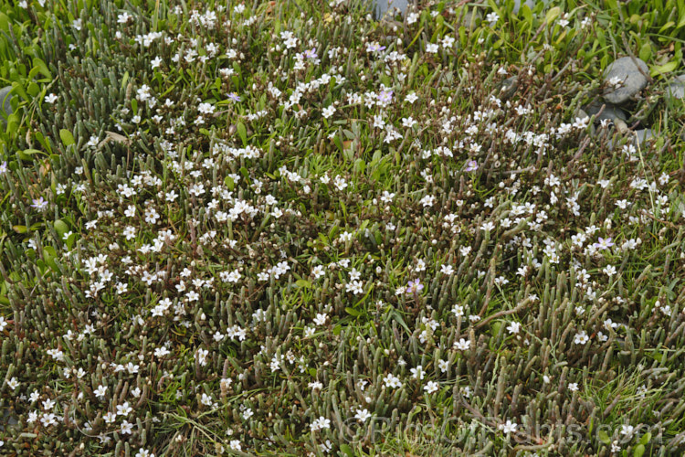 Sea Primrose, Shore Pimpernel or Maakoako (<i>Samolus repens var. repens</i>), a New Zealand form of an estuarine plant also found in coastal areas of southeastern Australia, southernChile and the southern Pacific Islands. It has a spreading prostrate growth habit and flowers in late spring to early summer