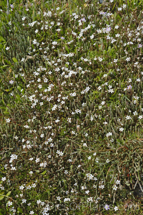 Sea Primrose, Shore Pimpernel or Maakoako (<i>Samolus repens var. repens</i>), a New Zealand form of an estuarine plant also found in coastal areas of southeastern Australia, southernChile and the southern Pacific Islands. It has a spreading prostrate growth habit and flowers in late spring to early summer
