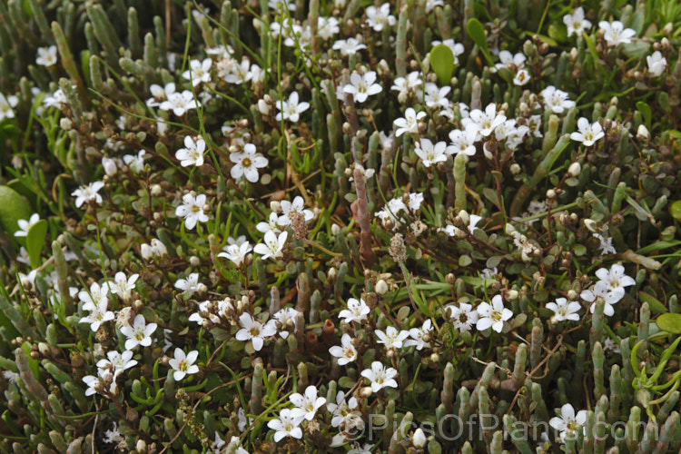 Sea Primrose, Shore Pimpernel or Maakoako (<i>Samolus repens var. repens</i>), a New Zealand form of an estuarine plant also found in coastal areas of southeastern Australia, southernChile and the southern Pacific Islands. It has a spreading prostrate growth habit and flowers in late spring to early summer