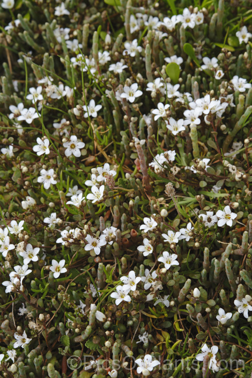 Sea Primrose, Shore Pimpernel or Maakoako (<i>Samolus repens var. repens</i>), a New Zealand form of an estuarine plant also found in coastal areas of southeastern Australia, southernChile and the southern Pacific Islands. It has a spreading prostrate growth habit and flowers in late spring to early summer