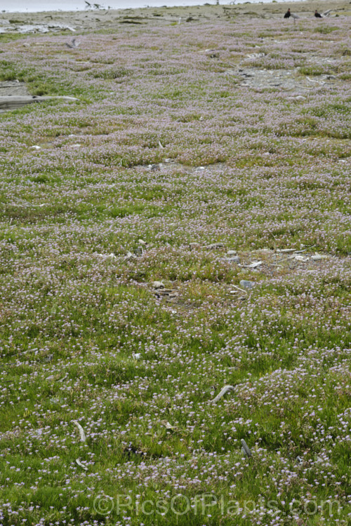Saltmarsh. Sand Spurrey (<i>Spergularia marina [syn. Spergularia salina]), a late spring- to summer-flowering annual that is widespread in coastal areas of the northern temperate zones and now extensively naturalised in the Southern Hemisphere too