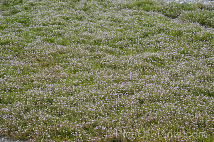 Saltmarsh. Sand Spurrey (<i>Spergularia marina [syn. Spergularia salina]), a late spring- to summer-flowering annual that is widespread in coastal areas of the northern temperate zones and now extensively naturalised in the Southern Hemisphere too