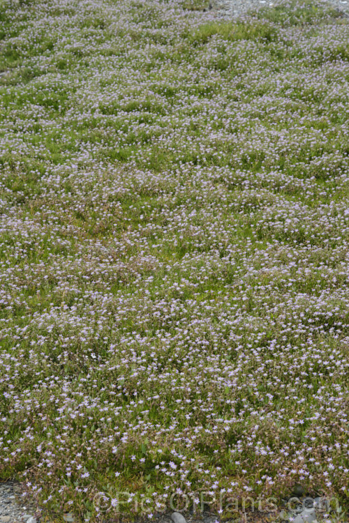 Saltmarsh. Sand Spurrey (<i>Spergularia marina [syn. Spergularia salina]), a late spring- to summer-flowering annual that is widespread in coastal areas of the northern temperate zones and now extensively naturalised in the Southern Hemisphere too
