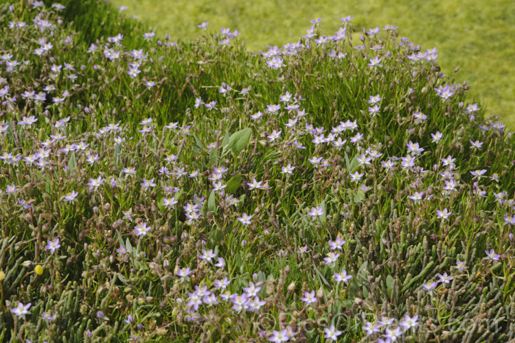 Saltmarsh. Sand Spurrey (<i>Spergularia marina [syn. Spergularia salina]), a late spring- to summer-flowering annual that is widespread in coastal areas of the northern temperate zones and now extensively naturalised in the Southern Hemisphere too