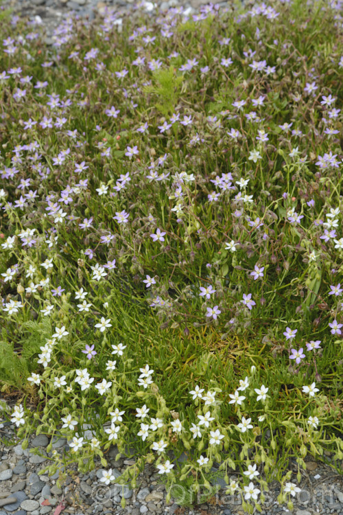 Saltmarsh. Sand Spurrey (<i>Spergularia marina [syn. Spergularia salina]), a late spring- to summer-flowering annual that is widespread in coastal areas of the northern temperate zones and now extensively naturalised in the Southern Hemisphere too. Here it is sen with the less common white-flowered form
