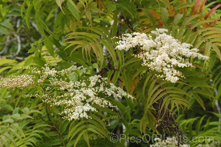 The flowers of Prairie. Flameleaf. Sumac or Texan. Sumac (<i>Rhus lanceolata</i>), a deciduous tree up to 9m tall, though more commonly around 6m, often multi-trunked and shrubby Its white flowers open from late spring and are followed by dull red fruits. The vivid orange and red autumn foliage is the main feature