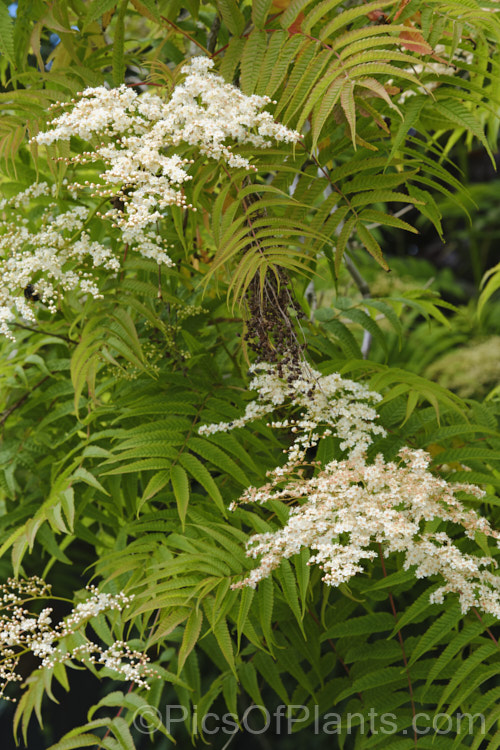 The flowers of Prairie. Flameleaf. Sumac or Texan. Sumac (<i>Rhus lanceolata</i>), a deciduous tree up to 9m tall, though more commonly around 6m, often multi-trunked and shrubby Its white flowers open from late spring and are followed by dull red fruits. The vivid orange and red autumn foliage is the main feature
