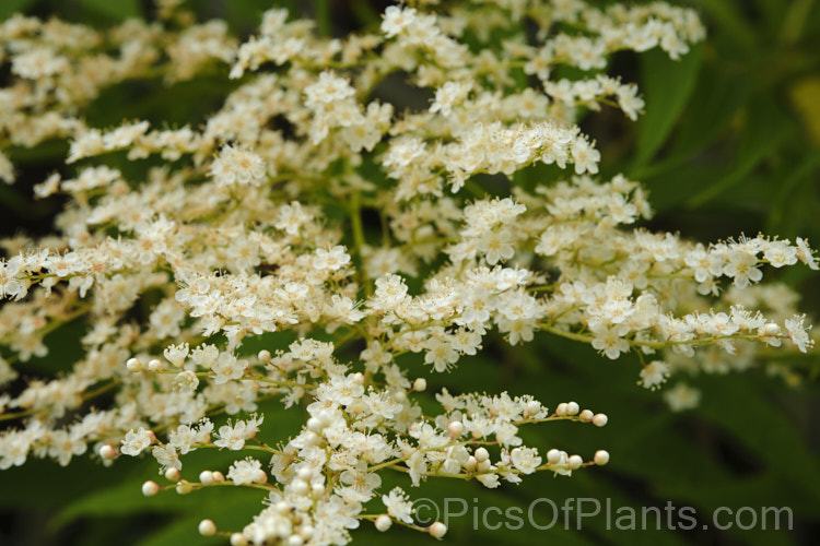 The flowers of Prairie. Flameleaf. Sumac or Texan. Sumac (<i>Rhus lanceolata</i>), a deciduous tree up to 9m tall, though more commonly around 6m, often multi-trunked and shrubby Its white flowers open from late spring and are followed by dull red fruits. The vivid orange and red autumn foliage is the main feature