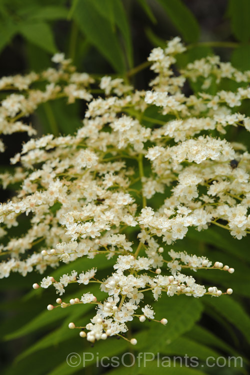 The flowers of Prairie. Flameleaf. Sumac or Texan. Sumac (<i>Rhus lanceolata</i>), a deciduous tree up to 9m tall, though more commonly around 6m, often multi-trunked and shrubby Its white flowers open from late spring and are followed by dull red fruits. The vivid orange and red autumn foliage is the main feature