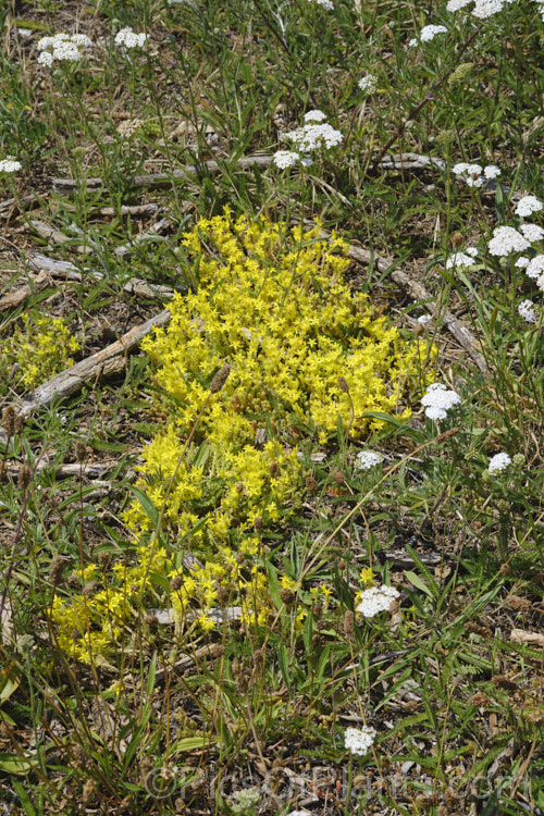 Stone. Crop, Stonecrop or Wall. Pepper (<i>Sedum acre</i>), a low, spreading, mat-forming summer-flowering succulent native to Europe, North Africa and Turkey. It has naturalised in many areas. There are several variegated and coloured foliage garden cultivars
