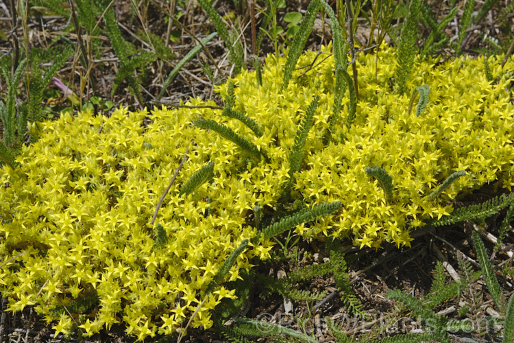 Stone. Crop, Stonecrop or Wall. Pepper (<i>Sedum acre</i>), a low, spreading, mat-forming summer-flowering succulent native to Europe, North Africa and Turkey. It has naturalised in many areas. There are several variegated and coloured foliage garden cultivars