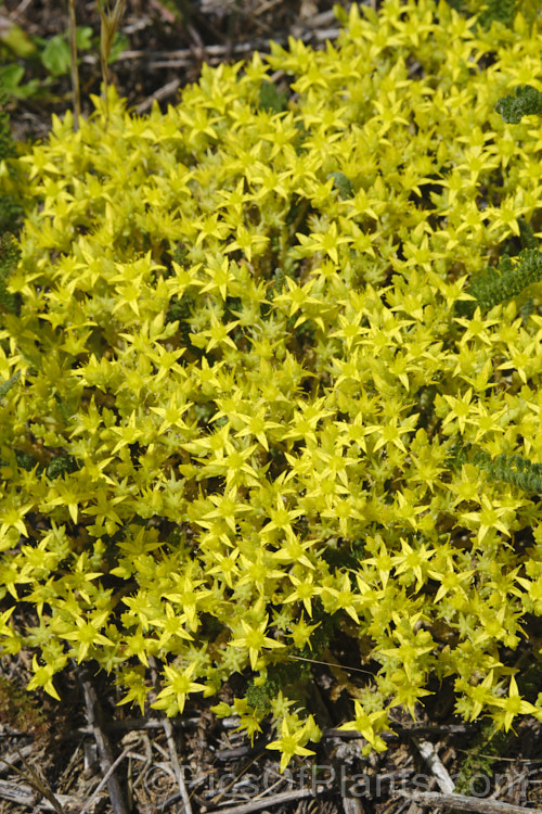 Stone. Crop, Stonecrop or Wall. Pepper (<i>Sedum acre</i>), a low, spreading, mat-forming summer-flowering succulent native to Europe, North Africa and Turkey. It has naturalised in many areas. There are several variegated and coloured foliage garden cultivars