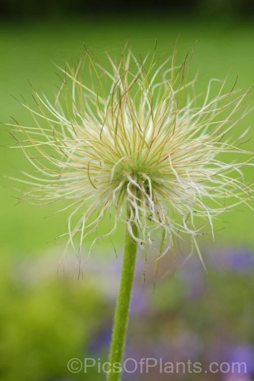 The seedhead of the Alpine Pasque. Flower (<i>Pulsatilla alpina</i>), a central European species with a low growth habit, long flowering season from late winter, and white to very pale mauve flowers that tend to be held upright rather than drooping. There are also forms with cream or yellow flowers