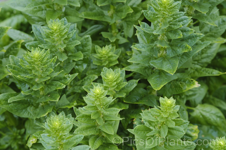 Soon to flower. Spinach (<i>Spinacia oleracea</i>), a low, spreading, leafy annual or short-lived perennial, long cultivated but believed to have originated in central to southwestern Asia. Spinach is a very popular vegetable crop. The type shown here is a baby leaf cultivar, a style with very tender foliage that can be used raw in salads