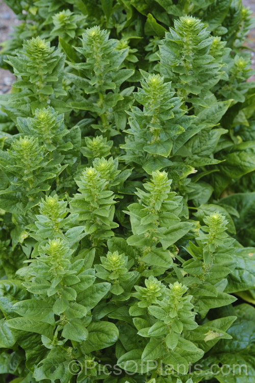 Soon to flower. Spinach (<i>Spinacia oleracea</i>), a low, spreading, leafy annual or short-lived perennial, long cultivated but believed to have originated in central to southwestern Asia. Spinach is a very popular vegetable crop. The type shown here is a baby leaf cultivar, a style with very tender foliage that can be used raw in salads