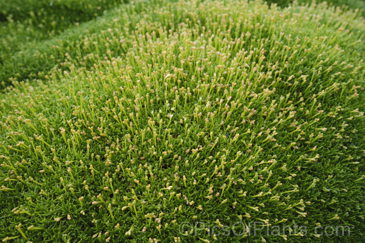 Scleranthus biflorus, a spreading evergreen perennial that forms a dense cushion of minute leaves. In late spring it produces tiny paired cream flowers. This species occurs in New Zealand, Tasmania and southern South America