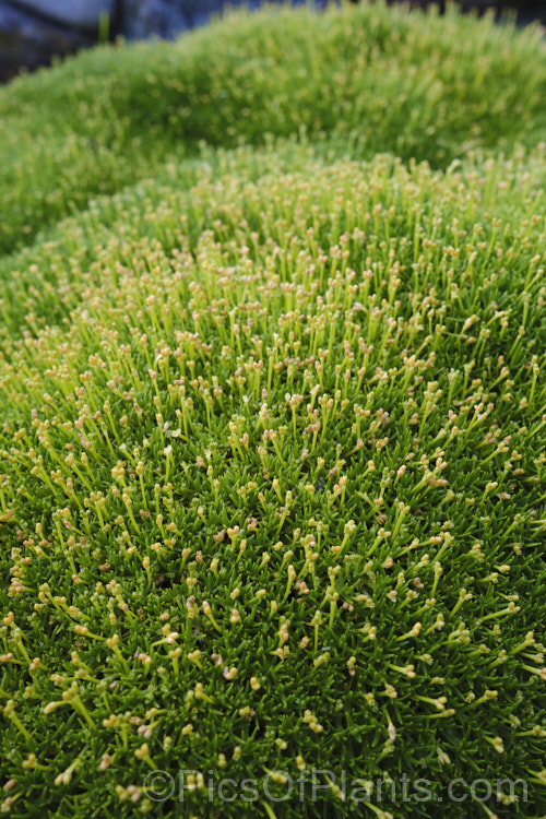 Scleranthus biflorus, a spreading evergreen perennial that forms a dense cushion of minute leaves. In late spring it produces tiny, paired cream flowers. This species occurs in New Zealand, Tasmania and southern South America