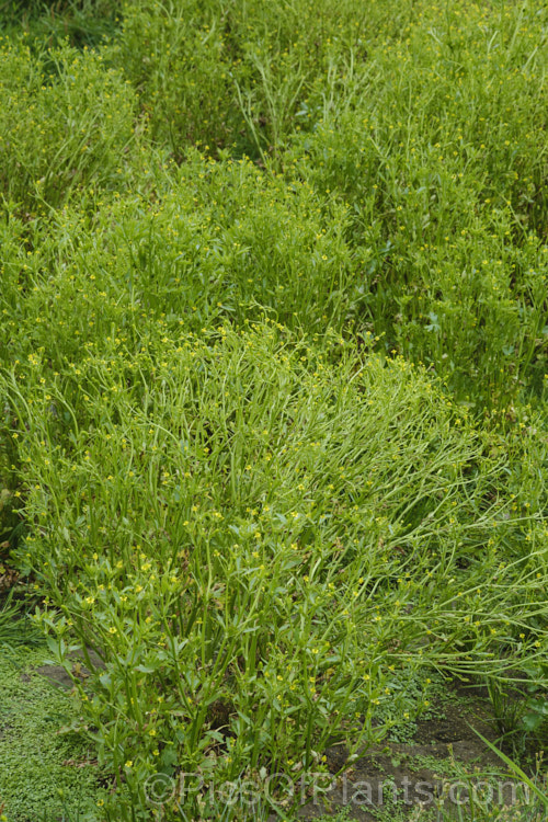 Celery-leaved Buttercup or Cursed. Crowfoot (<i>Ranunculus scleratus</i>), an upright, 30-50cm tall, summer-flowering annual with foliage and stems that resemble celery, which sometimes leads people to eat it, which is a serious error, as it is toxic and will also cause blistering of the lips and mouth. Originally native to Eurasia and Africa, it is now a widespread weed, preferring damp soil