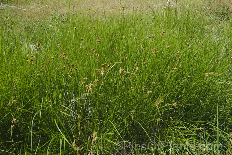 Common Threesquare or Threesquare. Bulrush (<i>Schoenoplectus pungens</i>), a perennial sedge found on the margins of ponds and slow streams across much of the temperate world. Its common name comes from the triangular cross-section of the stems and foliage. The flowerheads, which appear in summer, are also quite distinctive