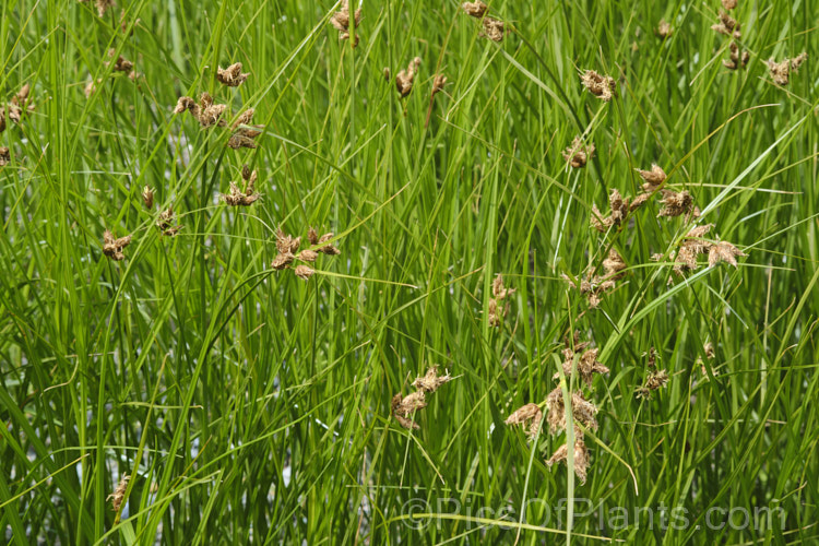 Common Threesquare or Threesquare. Bulrush (<i>Schoenoplectus pungens</i>), a perennial sedge found on the margins of ponds and slow streams across much of the temperate world. Its common name comes from the triangular cross-section of the stems and foliage. The flowerheads, which appear in summer, are also quite distinctive
