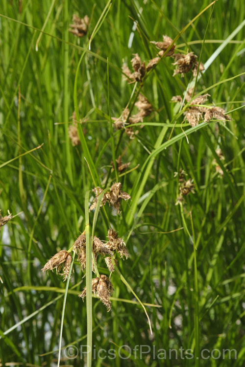 Common Threesquare or Threesquare. Bulrush (<i>Schoenoplectus pungens</i>), a perennial sedge found on the margins of ponds and slow streams across much of the temperate world. Its common name comes from the triangular cross-section of the stems and foliage. The flowerheads, which appear in summer, are also quite distinctive