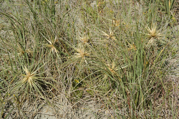 Spinifex (<i>Spinifex sericeus</i>), a tough perennial dune grass found through much of Australia and also in New Zealand, New Caledonia, Tonga and Norfolk Island Its blue-grey foliage is downy and quite soft, while the conspicuous seedheads have short, stiff bristles. These help to anchor the tumbleweed-like seedheads as they blow among the dunes