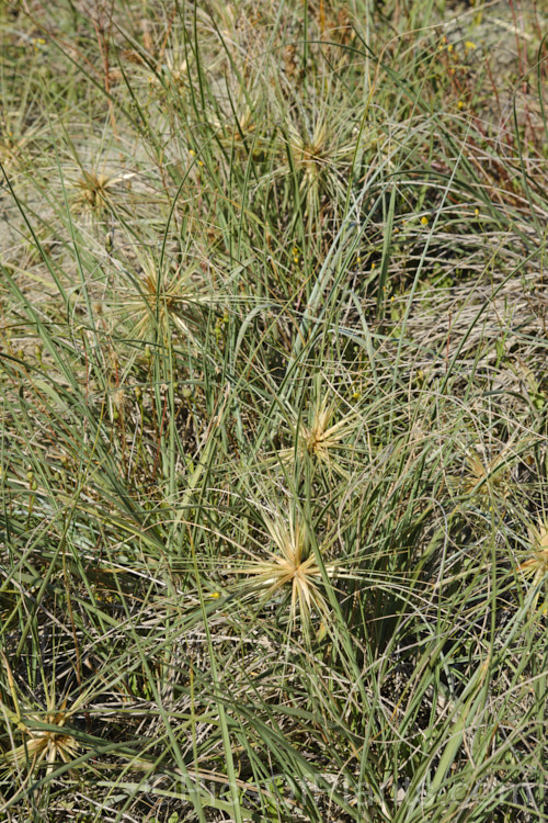 Spinifex (<i>Spinifex sericeus</i>), a tough perennial dune grass found through much of Australia and also in New Zealand, New Caledonia, Tonga and Norfolk Island Its blue-grey foliage is downy and quite soft, while the conspicuous seedheads have short, stiff bristles. These help to anchor the tumbleweed-like seedheads as they blow among the dunes