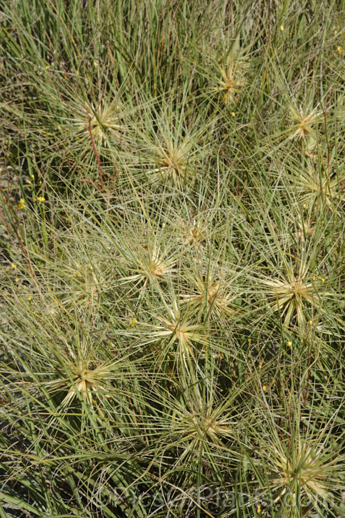 Spinifex (<i>Spinifex sericeus</i>), a tough perennial dune grass found through much of Australia and also in New Zealand, New Caledonia, Tonga and Norfolk Island Its blue-grey foliage is downy and quite soft, while the conspicuous seedheads have short, stiff bristles. These help to anchor the tumbleweed-like seedheads as they blow among the dunes