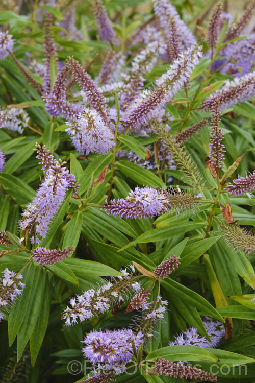 Koromiko (<i>Veronica salicifolia [syn. Hebe salicifolia]), a large evergreen shrub native to New Zealand, where it occurs throughout the South Island and Stewart Island The main flowering period is early summer, but in a mild climate the plant has flowerheads for much of the year. It can grow to as much as 45m high and wide but is easily kept trimmed to a much smaller size