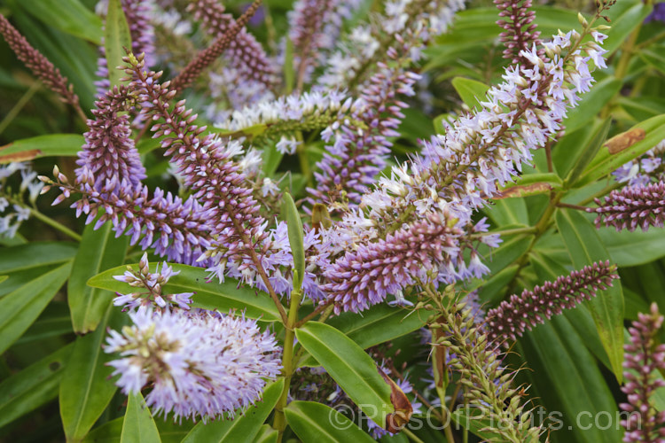 Koromiko (<i>Veronica salicifolia [syn. Hebe salicifolia]), a large evergreen shrub native to New Zealand, where it occurs throughout the South Island and Stewart Island The main flowering period is early summer, but in a mild climate the plant has flowerheads for much of the year. It can grow to as much as 45m high and wide but is easily kept trimmed to a much smaller size