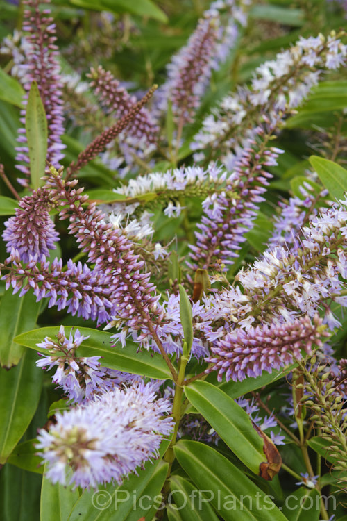 Koromiko (<i>Veronica salicifolia [syn. Hebe salicifolia]), a large evergreen shrub native to New Zealand, where it occurs throughout the South Island and Stewart Island The main flowering period is early summer, but in a mild climate the plant has flowerheads for much of the year. It can grow to as much as 45m high and wide but is easily kept trimmed to a much smaller size